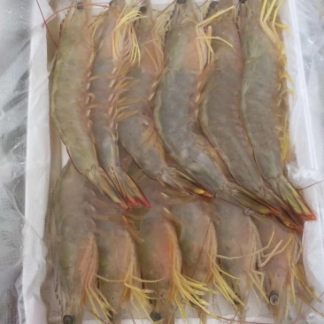 大明虾