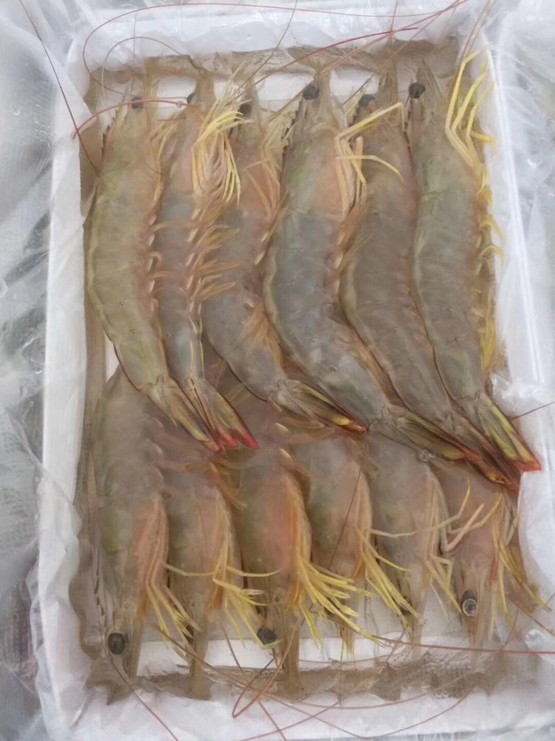 大明虾