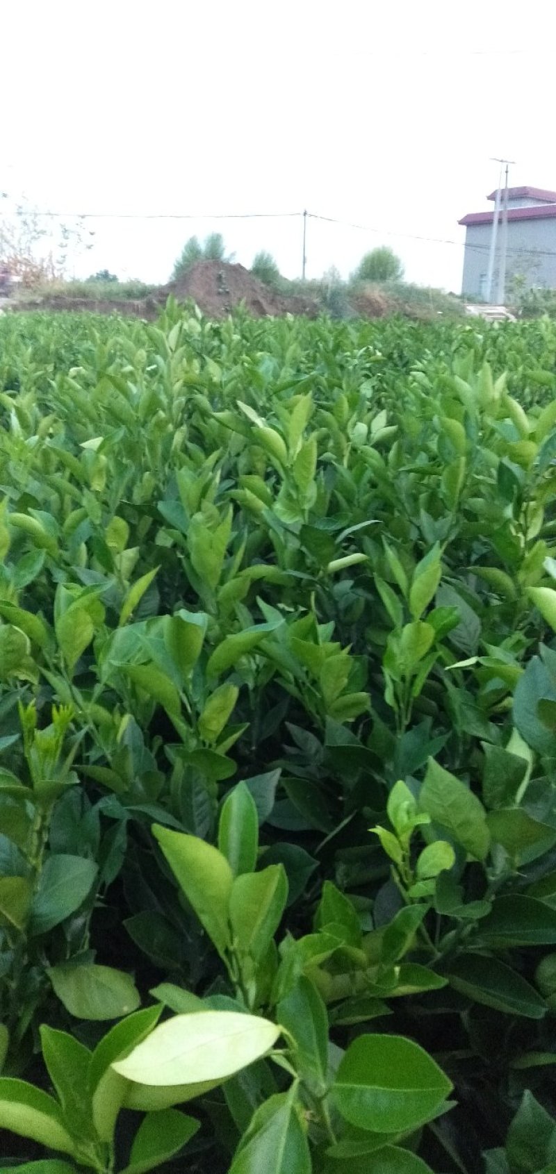 四川柑橘苗，纽荷尔脐橙杯苗，地苗各种规格出售。