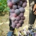 巨峰葡萄上市欢迎广发批发商、零售商.前来收购货源充足