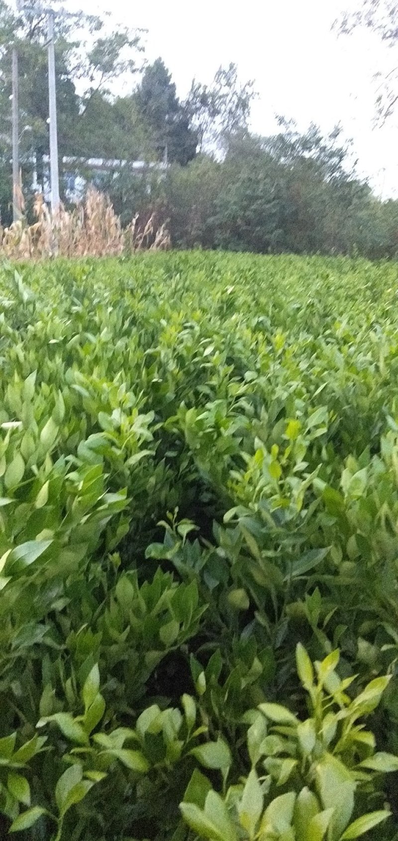 甘平柑橘苗，晚熟，糖度高，易薄皮，大果形，丰产量好。