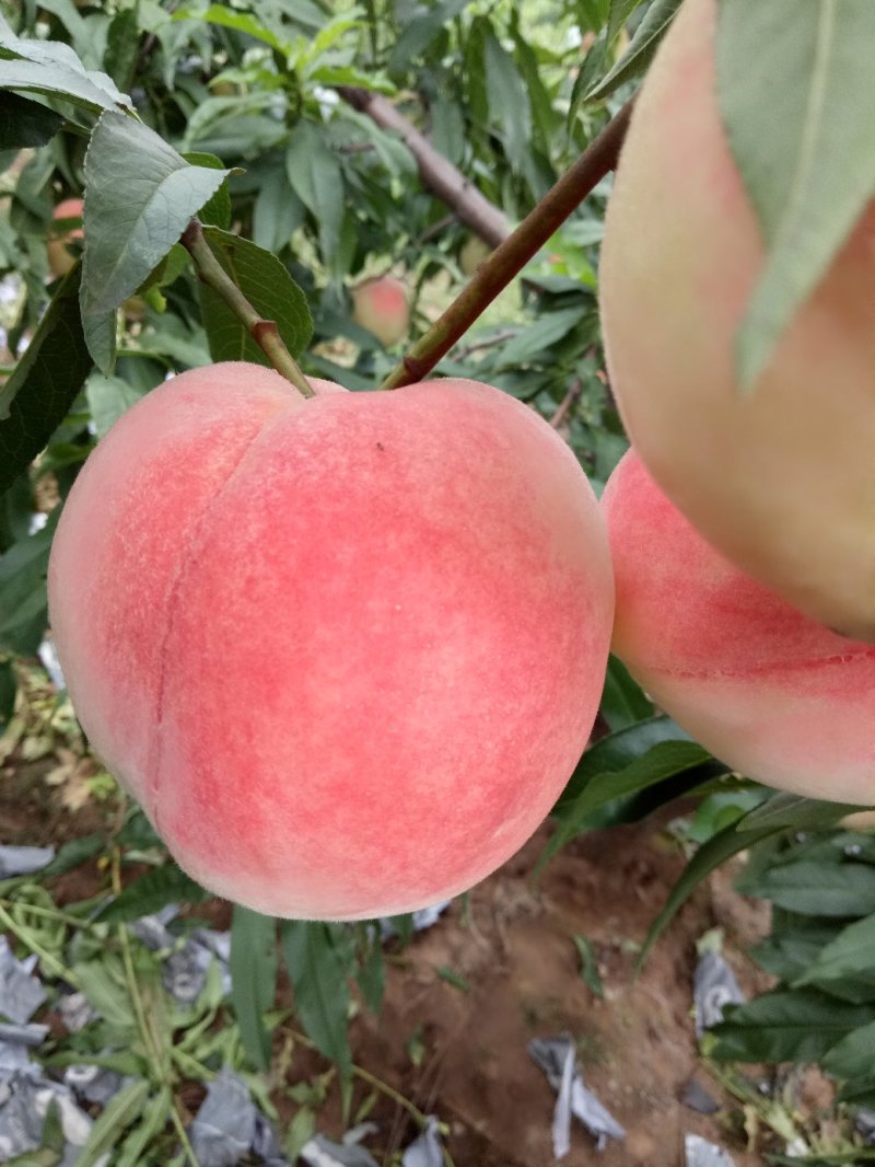 独特的水蜜桃