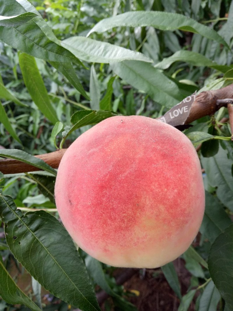独特的水蜜桃