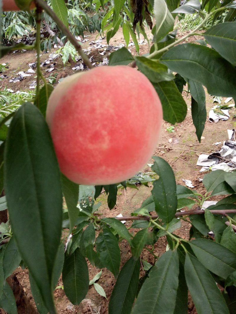 独特的水蜜桃