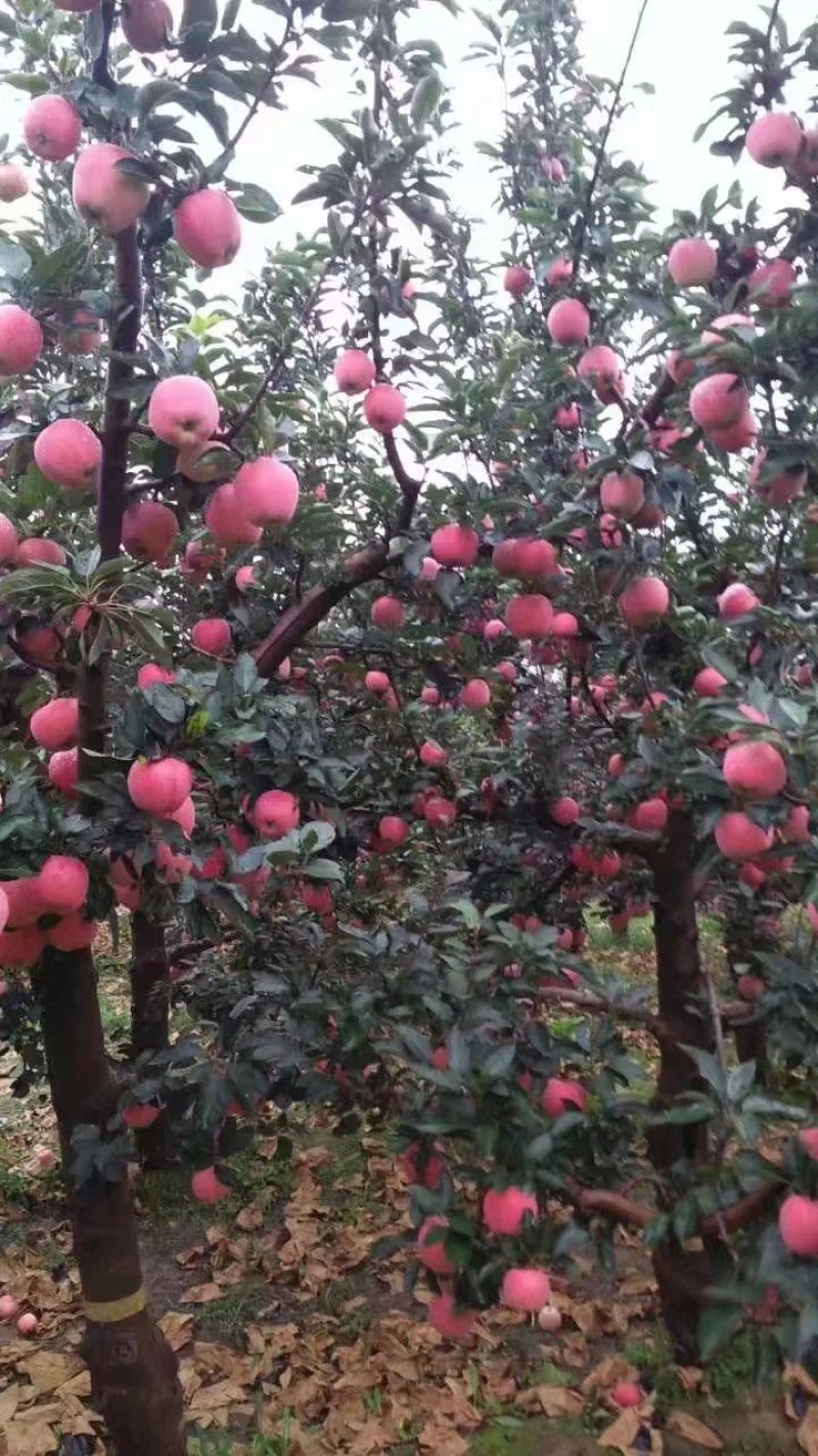 苹果产区【红星苹果】大量供应