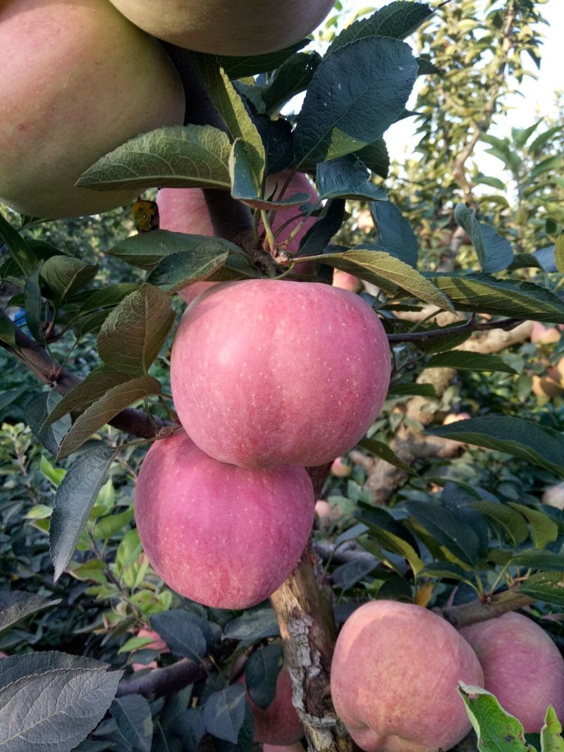 苹果产区【红星苹果】大量供应