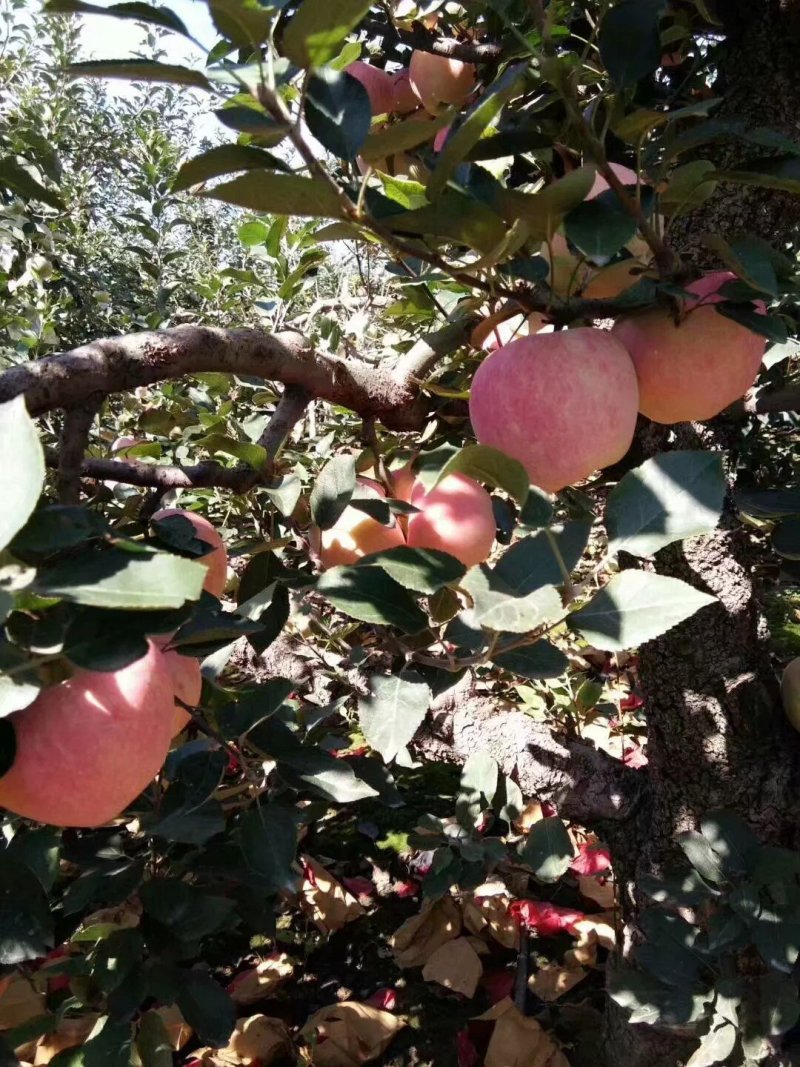 苹果产区【红星苹果】大量供应
