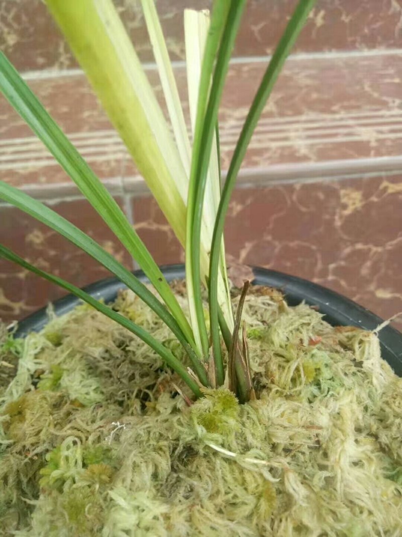 水苔