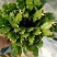 室内盆栽花卉桌面绿植蟹爪兰蟹爪莲花期长基地直发
