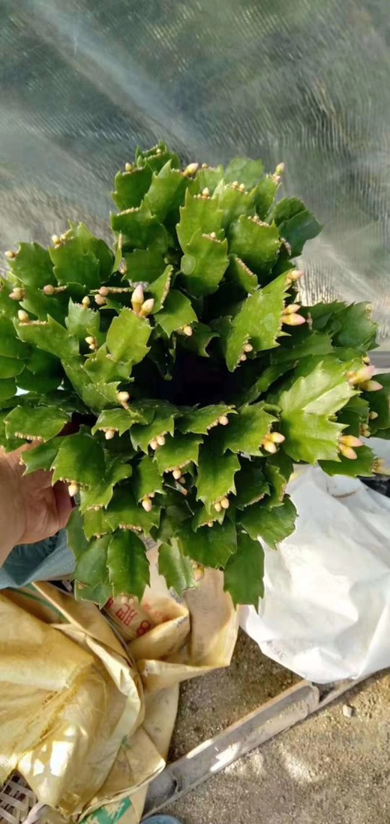 室内盆栽花卉桌面绿植蟹爪兰蟹爪莲花期长基地直发