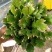室内盆栽花卉桌面绿植蟹爪兰蟹爪莲花期长基地直发
