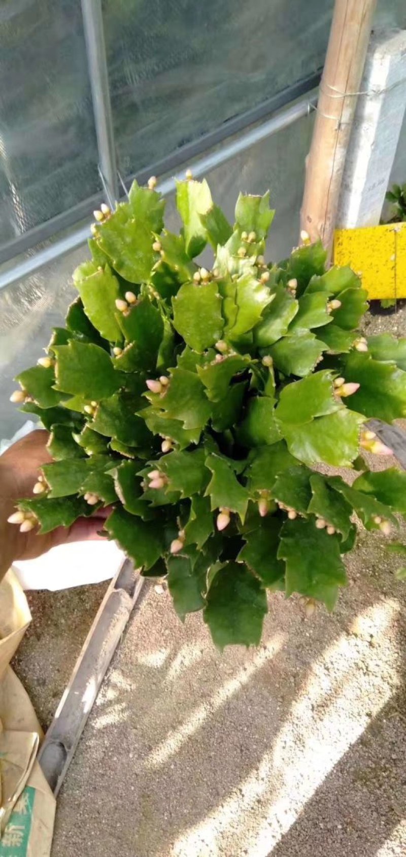 室内盆栽花卉桌面绿植蟹爪兰蟹爪莲花期长基地直发