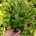 室内盆栽花卉桌面绿植蟹爪兰蟹爪莲花期长基地直发