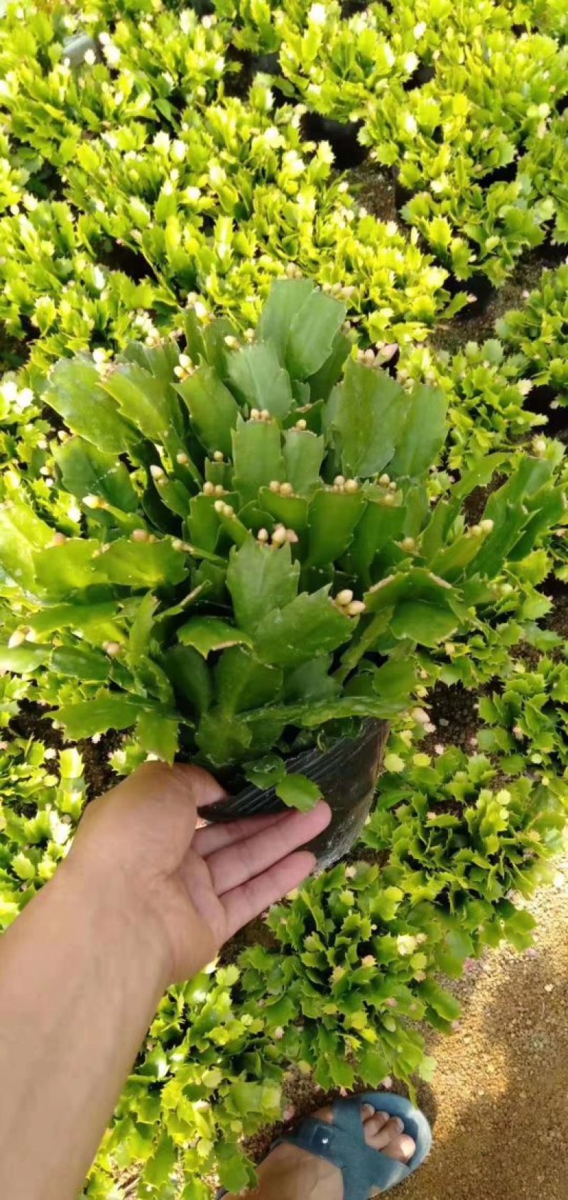 室内盆栽花卉桌面绿植蟹爪兰蟹爪莲花期长基地直发