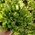 室内盆栽花卉桌面绿植蟹爪兰蟹爪莲花期长基地直发