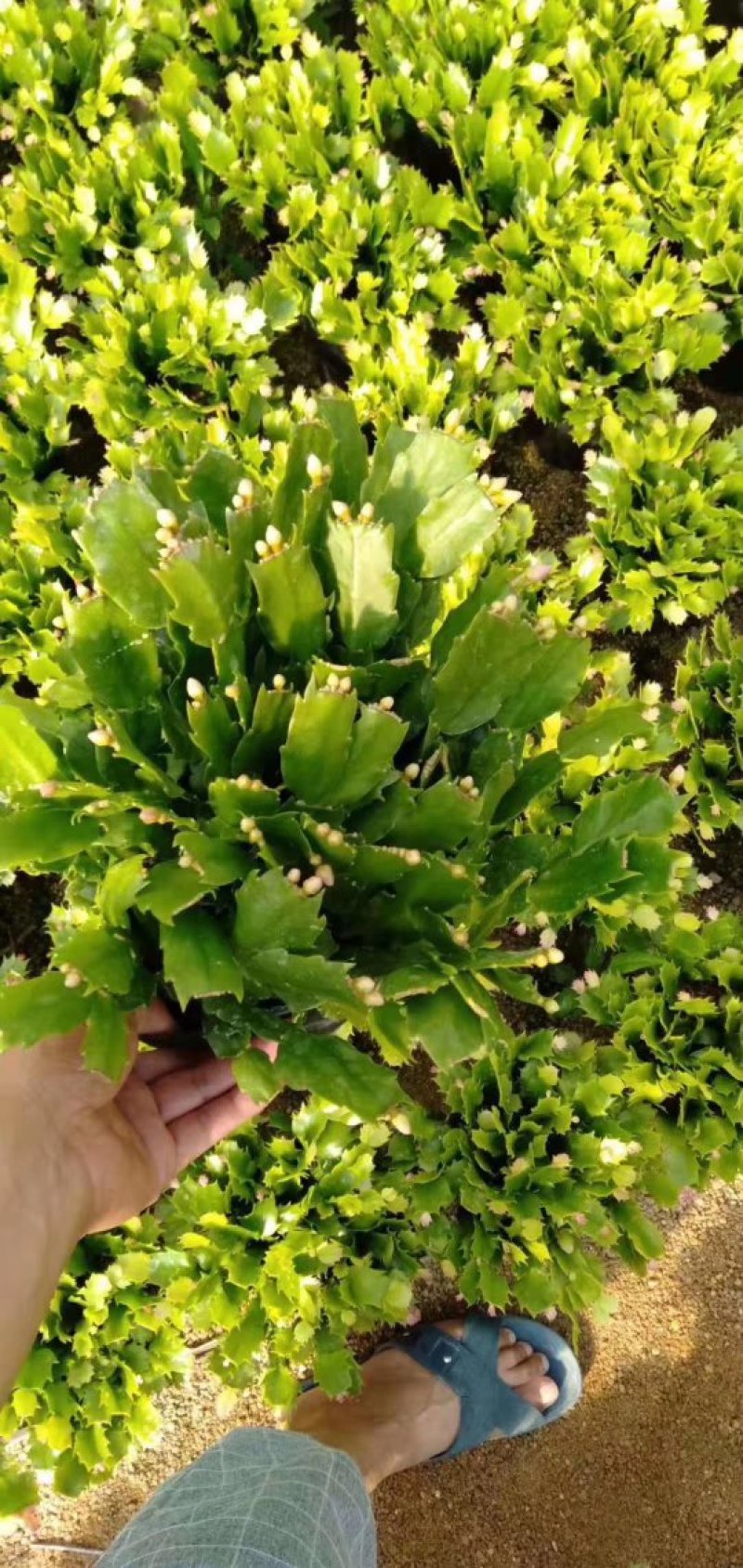 室内盆栽花卉桌面绿植蟹爪兰蟹爪莲花期长基地直发