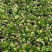 室内盆栽花卉桌面绿植蟹爪兰蟹爪莲花期长基地直发
