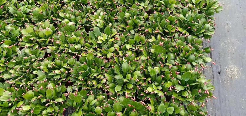 室内盆栽花卉桌面绿植蟹爪兰蟹爪莲花期长基地直发