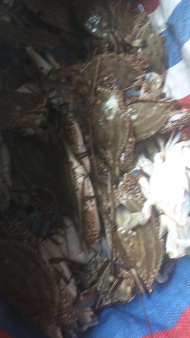活蟹