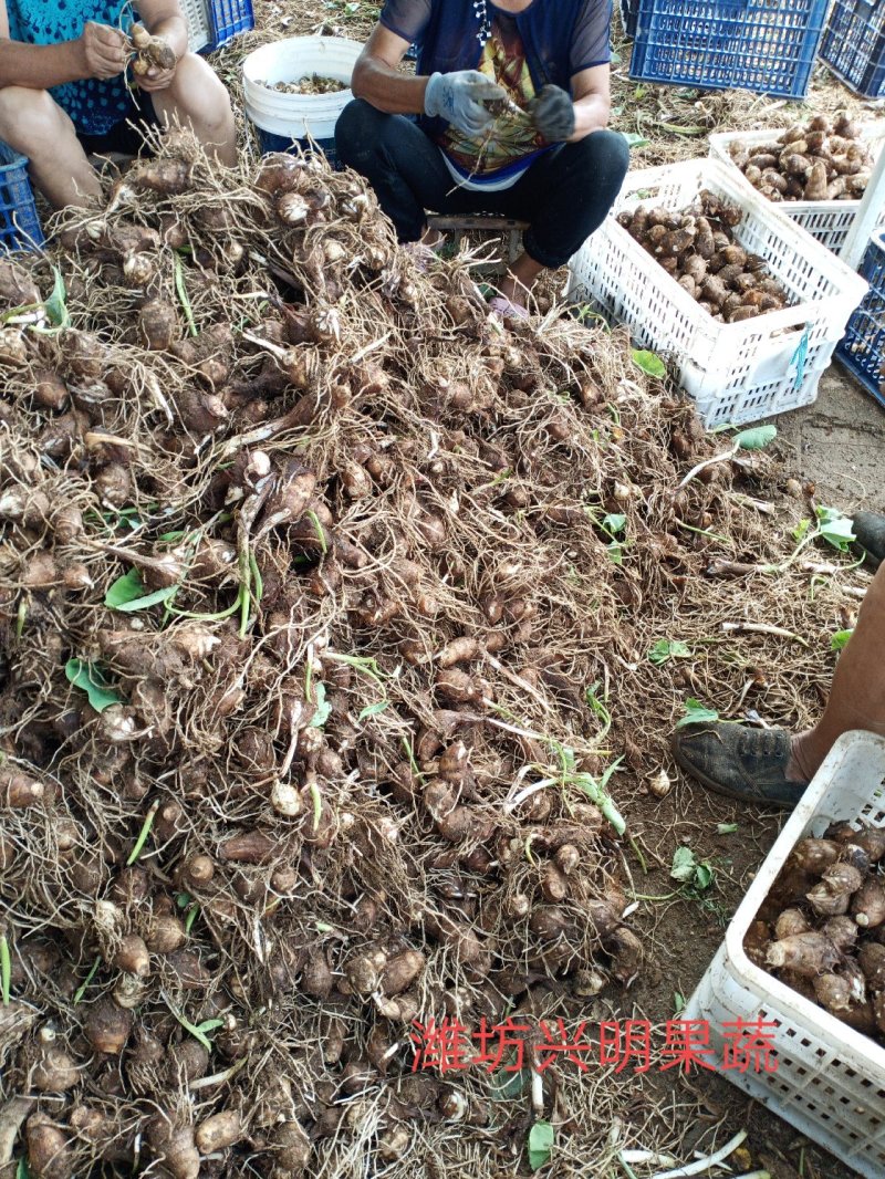 鲜黄沙地8520毛芋头供应（市场，电商，零卖）需要的联系