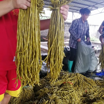 酸豆角50一70厘米，质优价廉。