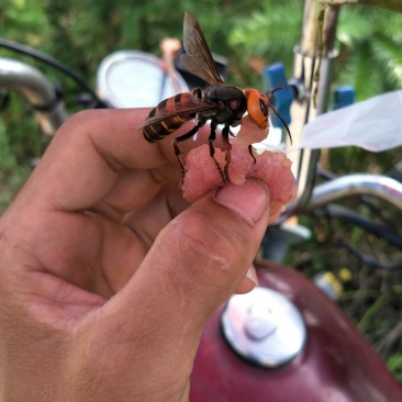 虎头蜂老蜂