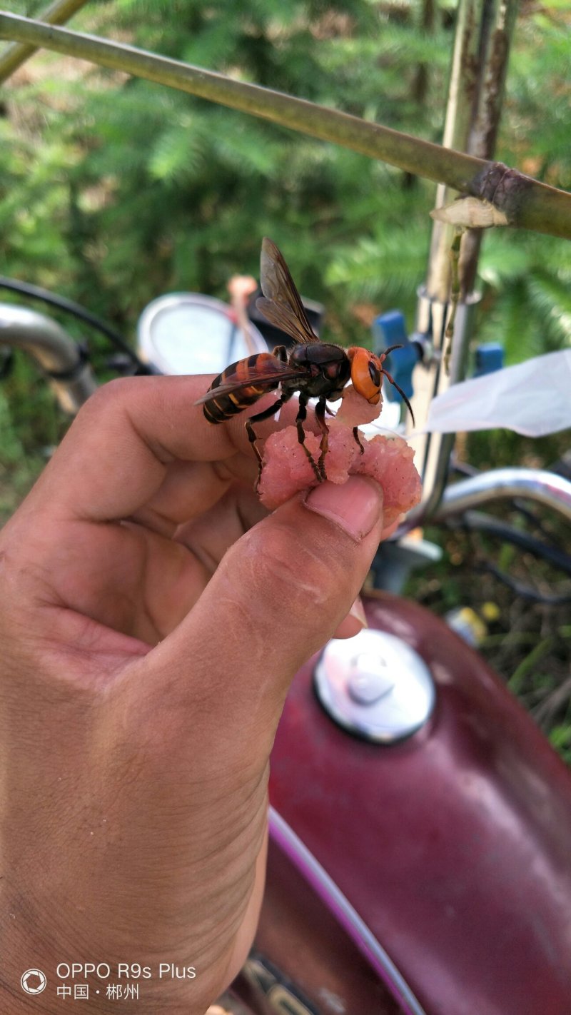 虎头蜂老蜂