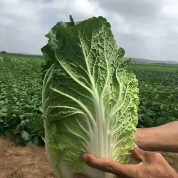 黄心大白菜秋宝秋黄大秋黄上市了大家来采购