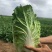 黄心大白菜秋宝秋黄大秋黄上市了大家来采购