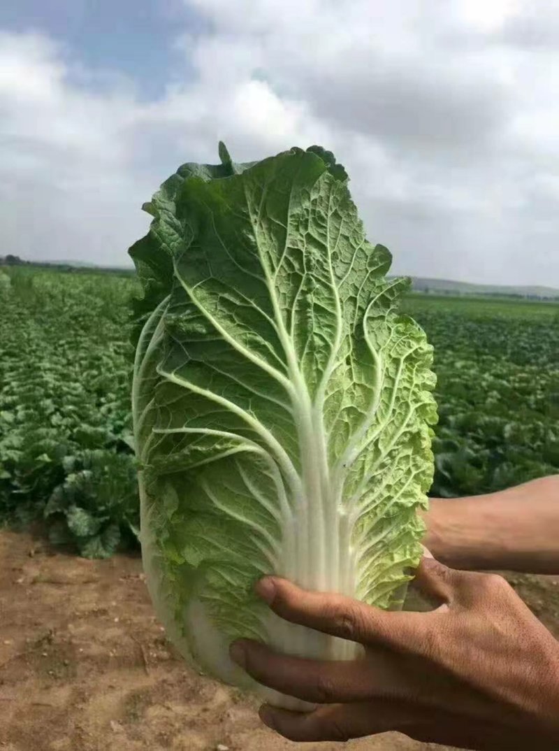 黄心大白菜秋宝秋黄大秋黄上市了大家来采购