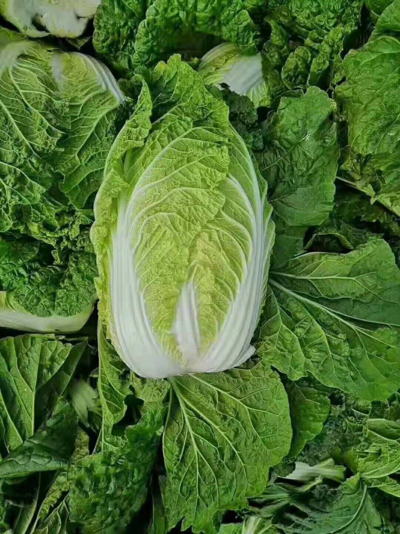 黄心大白菜秋宝秋黄大秋黄上市了大家来采购