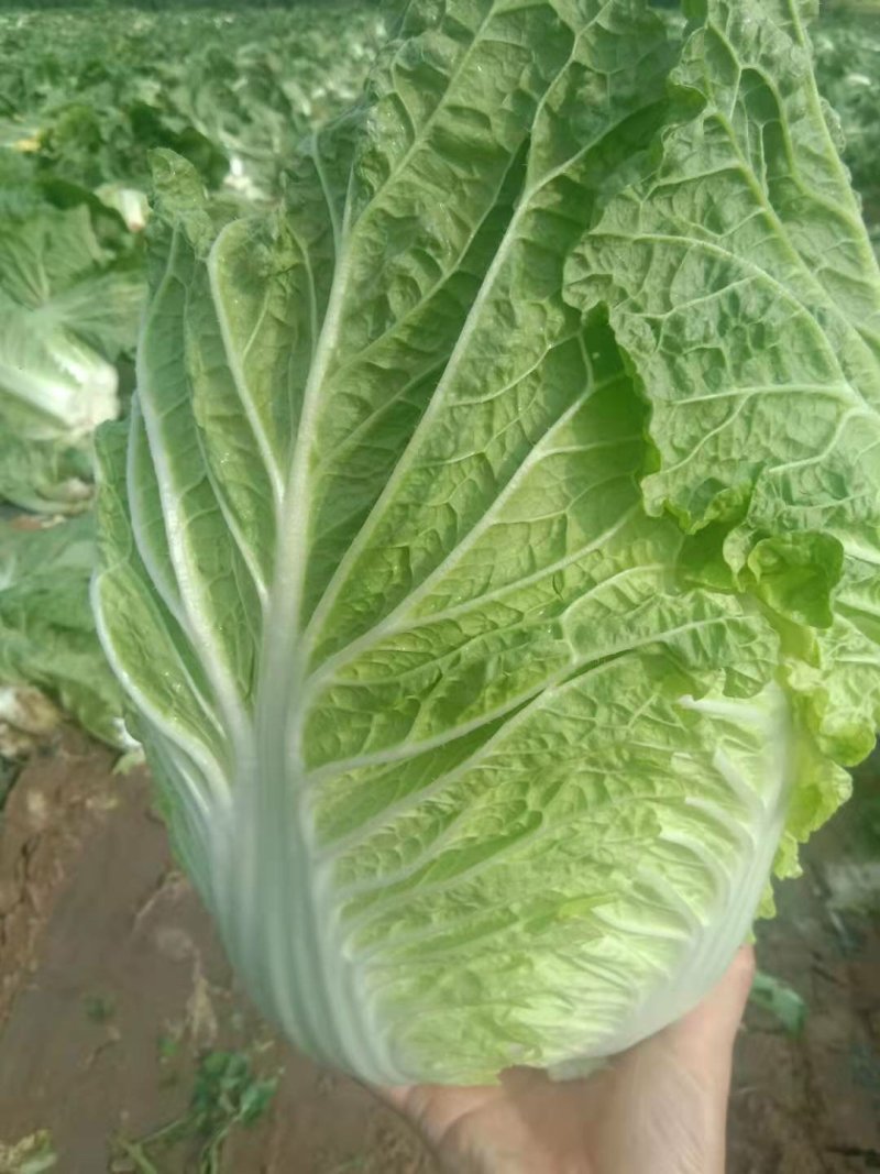 黄心大白菜秋宝秋黄大秋黄上市了大家来采购