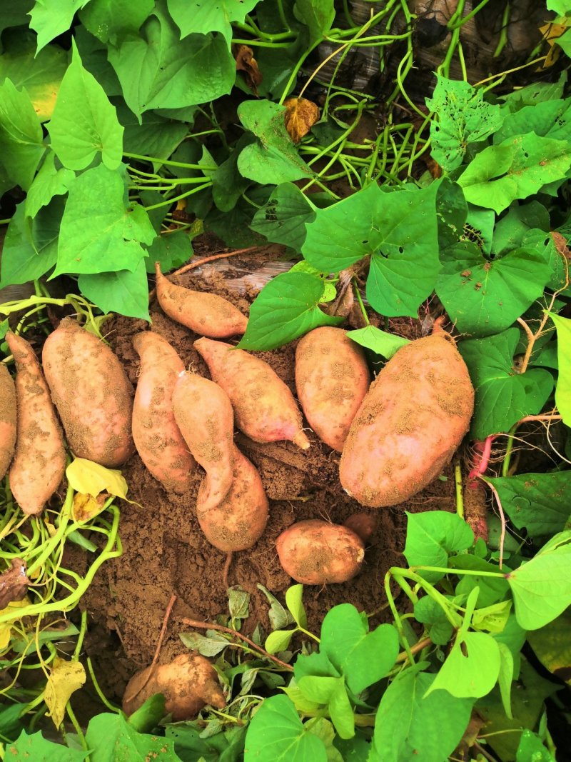 龙薯9