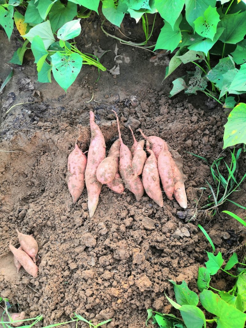 龙薯9