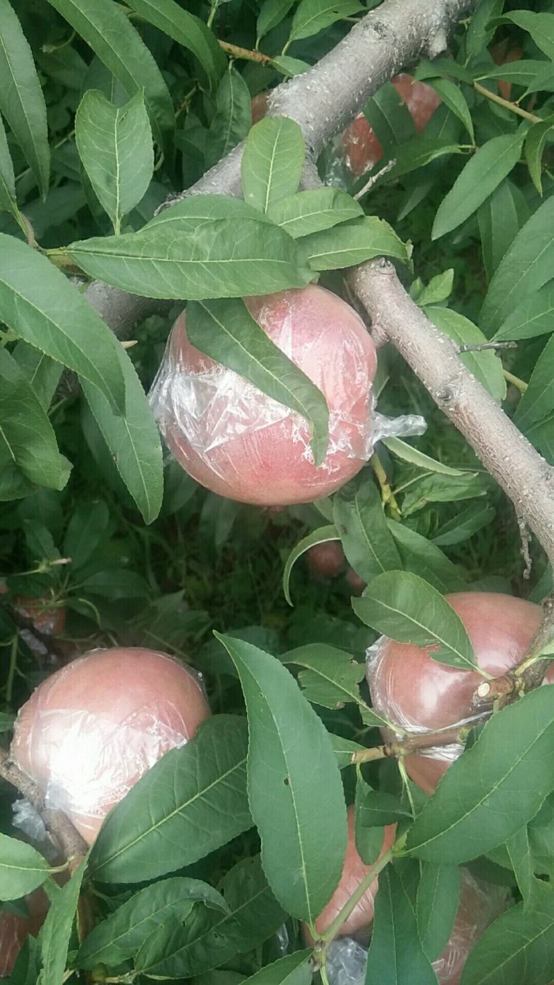 超越水蜜桃