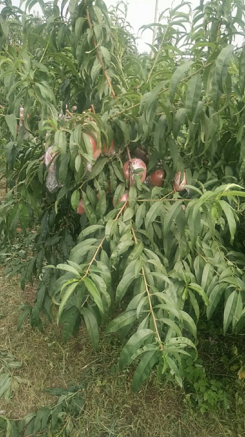 超越水蜜桃