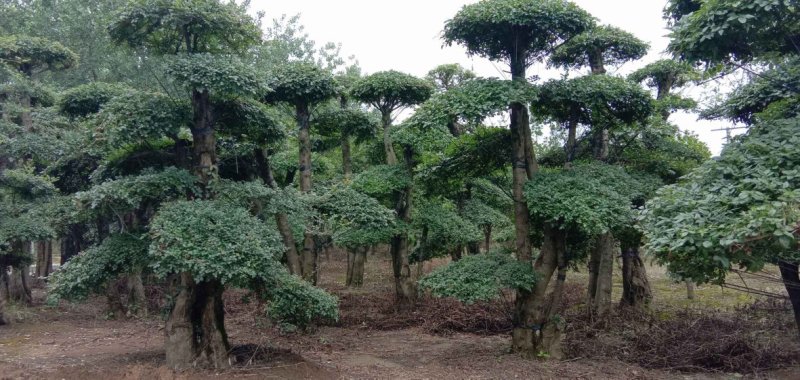 20—60cm规格已造型单杆双杆多杆对节白蜡树桩