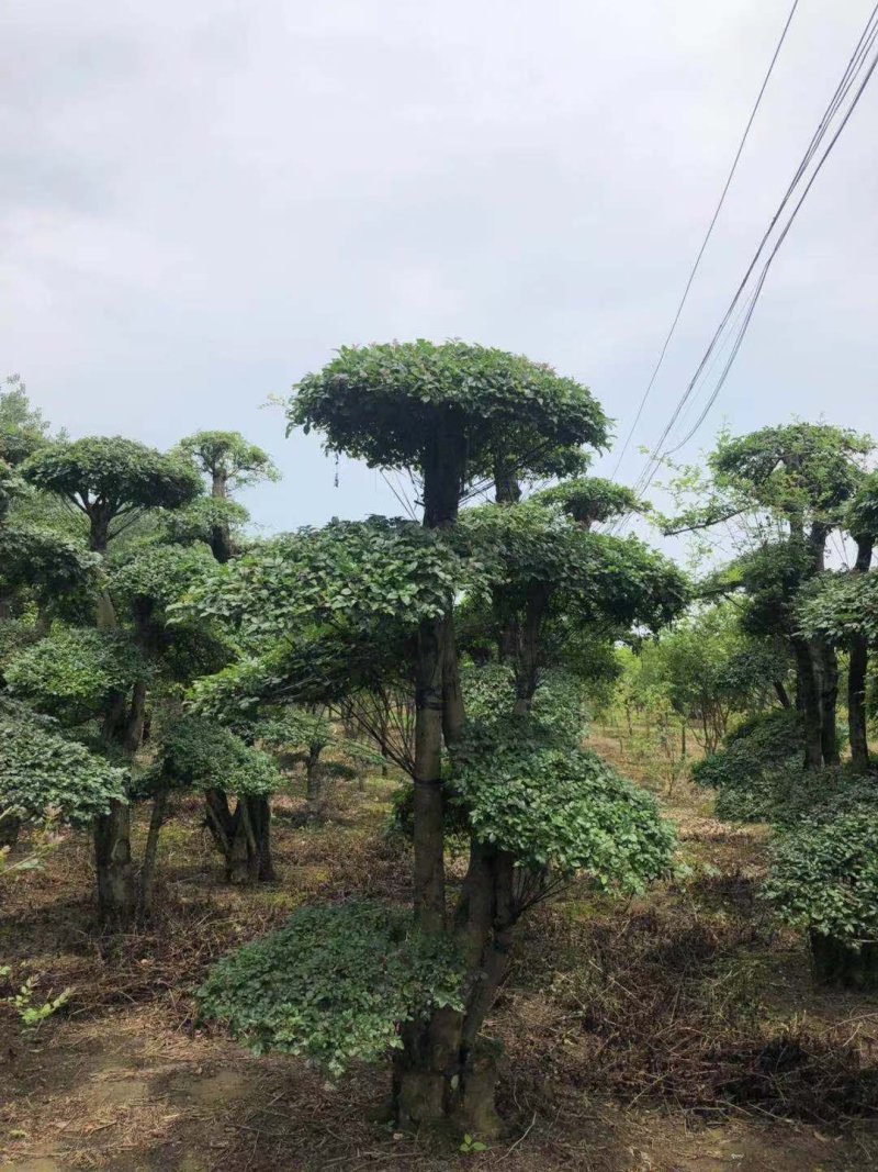 20—60cm规格已造型单杆双杆多杆对节白蜡树桩