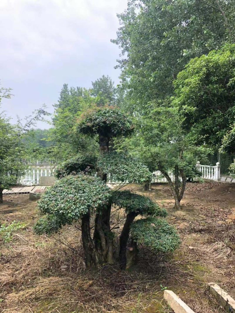 20—60cm规格已造型单杆双杆多杆对节白蜡树桩