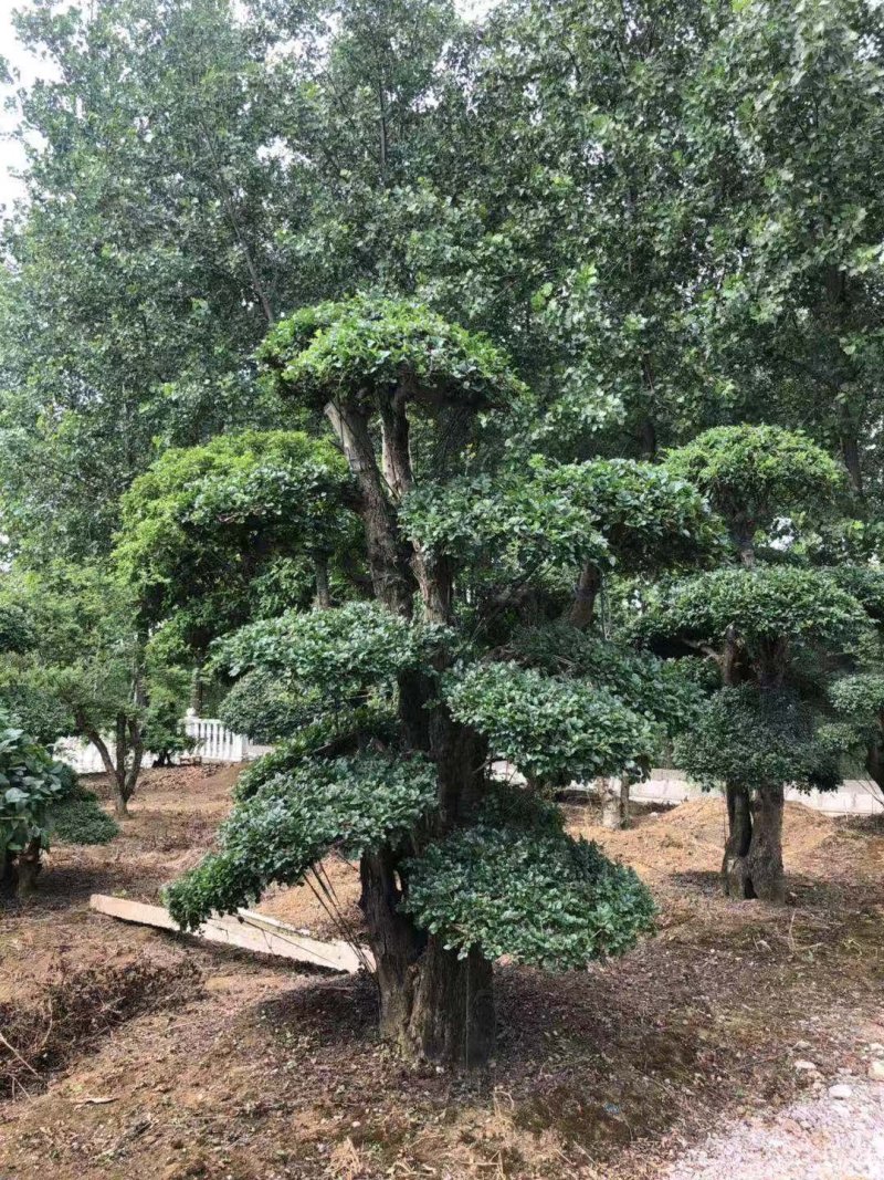 20—60cm规格已造型单杆双杆多杆对节白蜡树桩