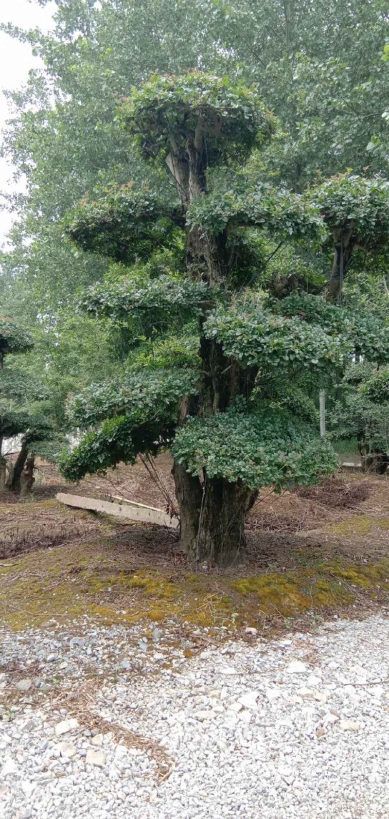 20—60cm规格已造型单杆双杆多杆对节白蜡树桩