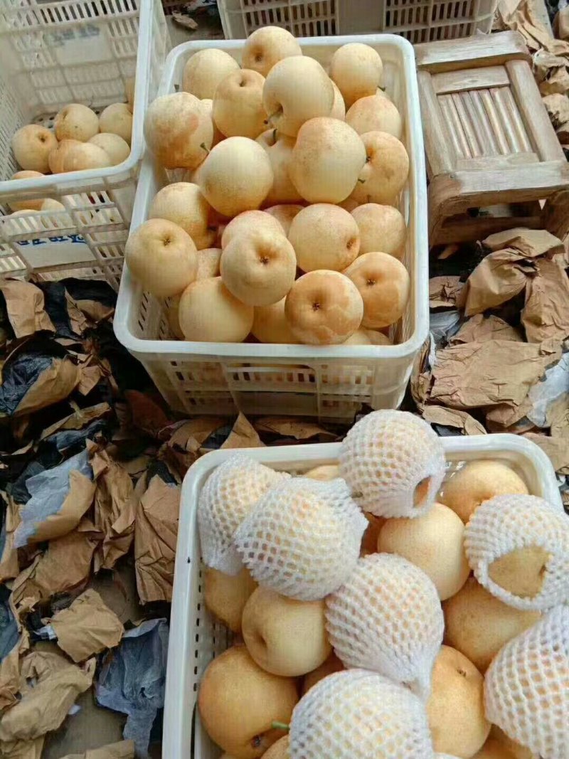 黄金梨