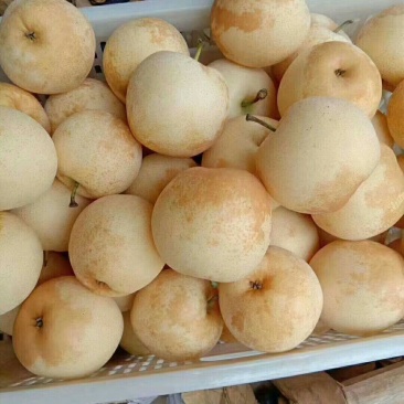 黄金梨