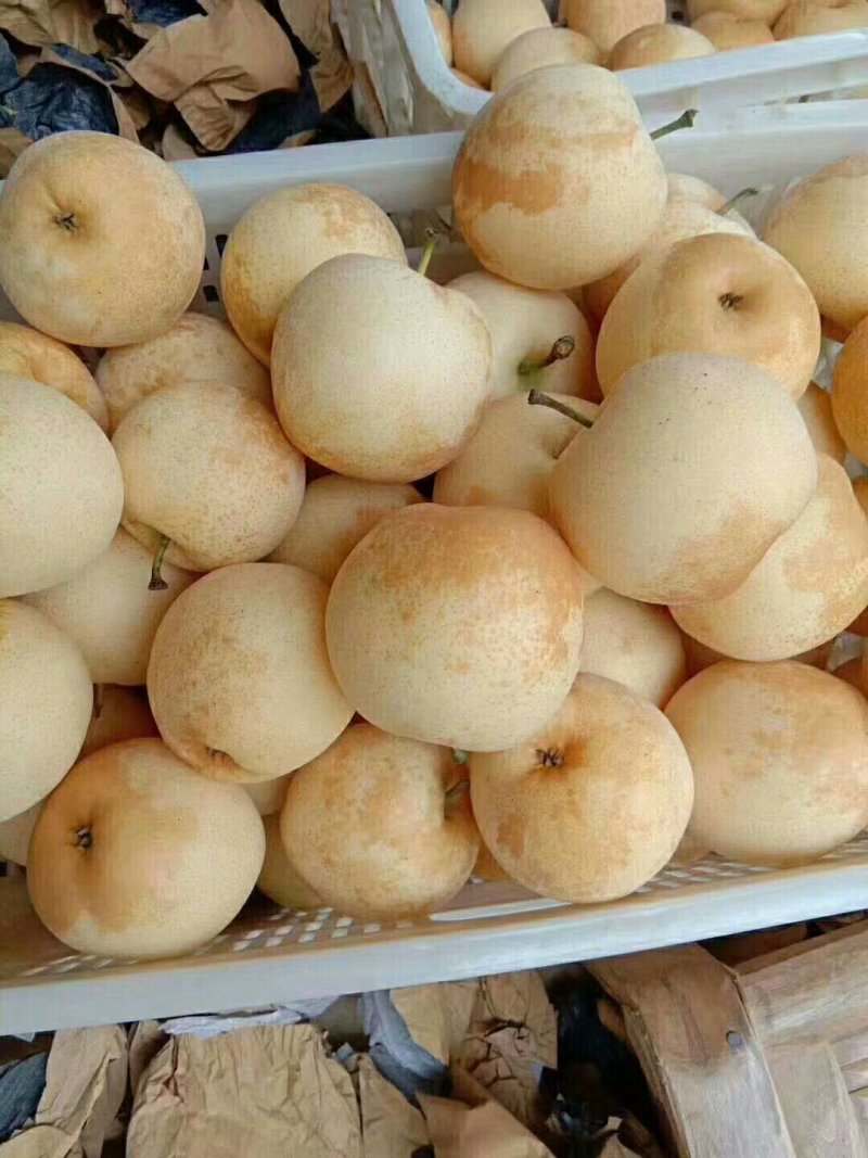 黄金梨