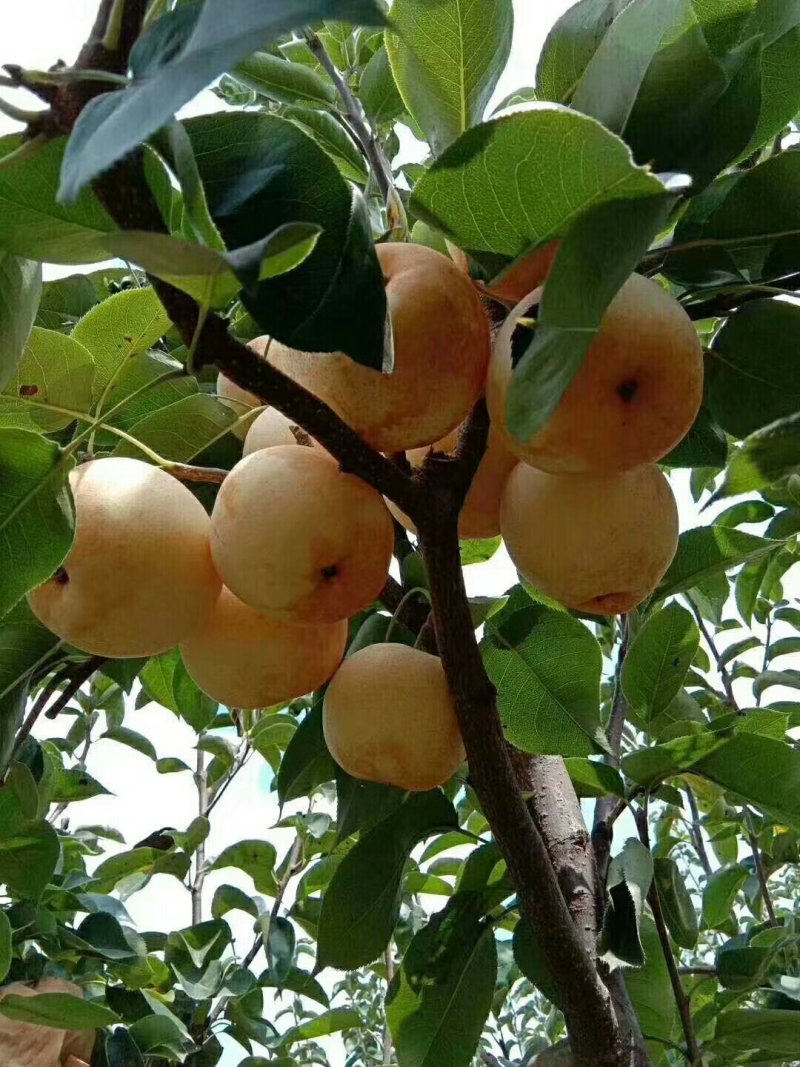黄金梨