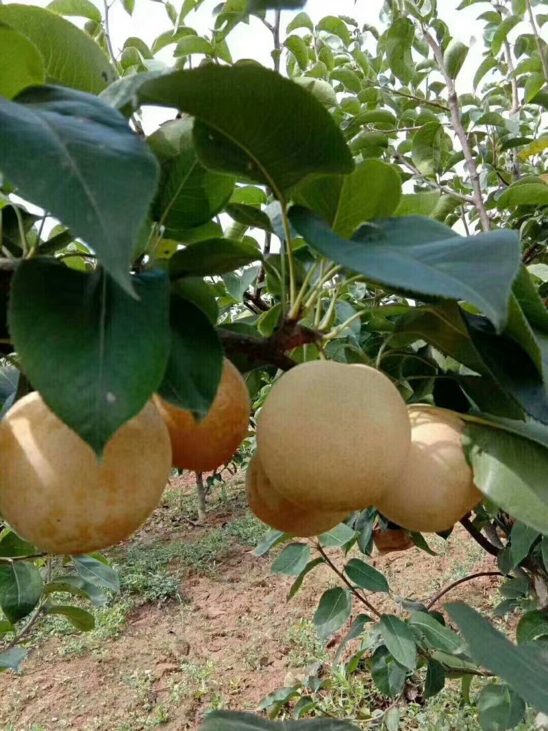 黄金梨