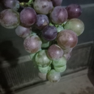 水果