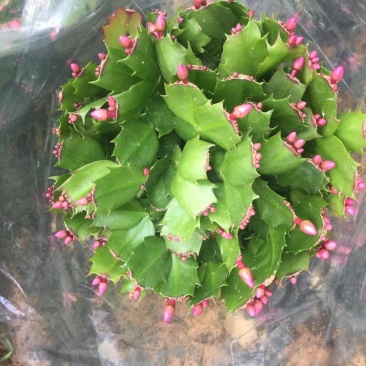室内盆栽花卉桌面绿植蟹爪兰蟹爪莲花期长基地直发