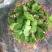 室内盆栽花卉桌面绿植蟹爪兰蟹爪莲花期长基地直发
