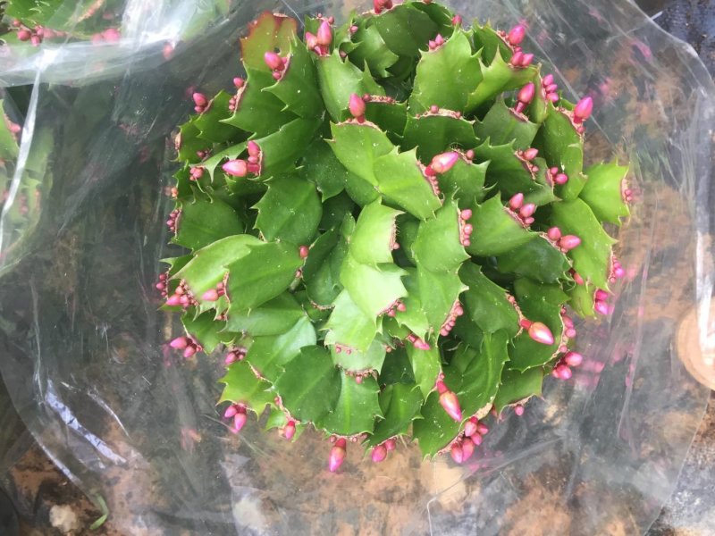 室内盆栽花卉桌面绿植蟹爪兰蟹爪莲花期长基地直发